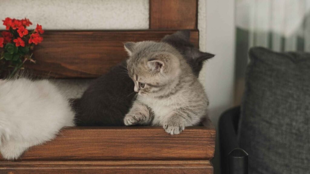cats