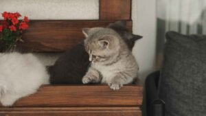 cats