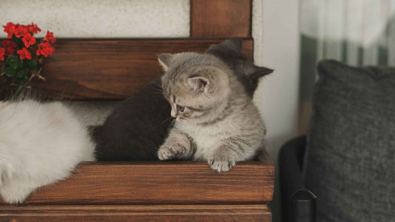 cats