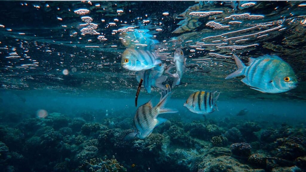 Birds, Fish & Reptiles