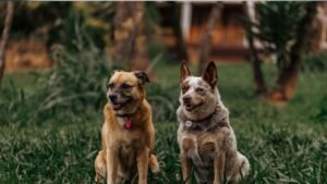 dogs