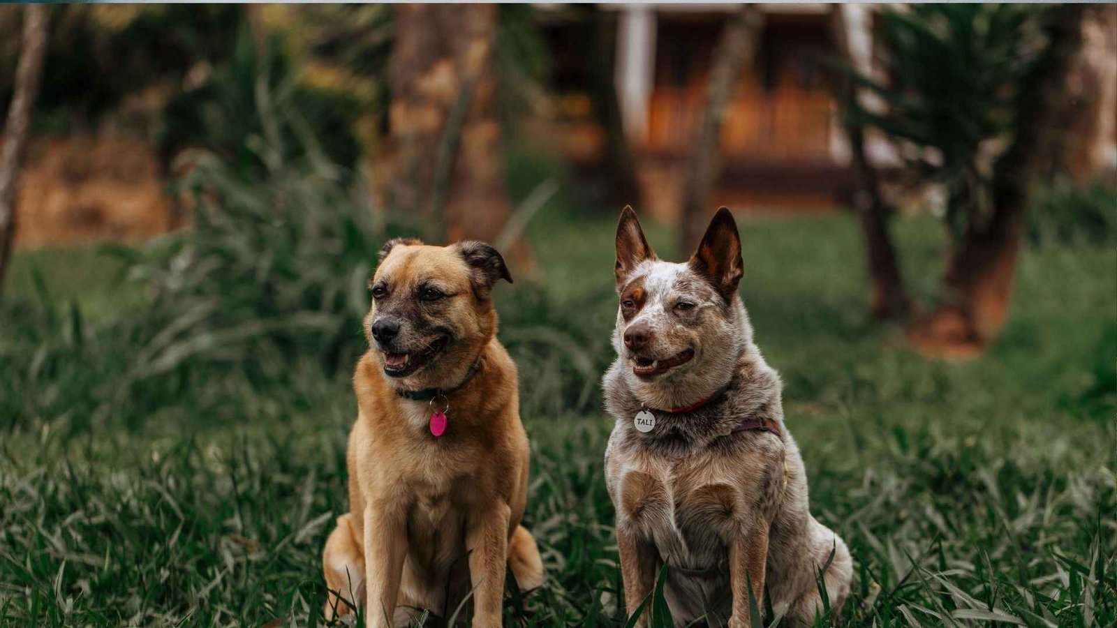 dogs