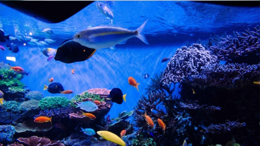 Birds, Fish & Reptiles