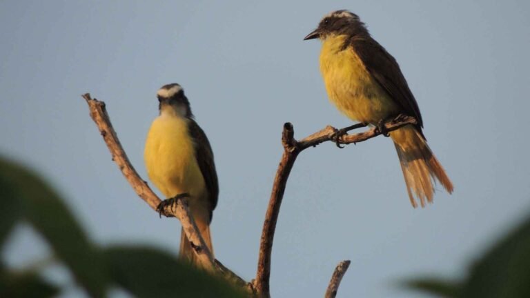Beginner's Guide to Keeping Pet Birds