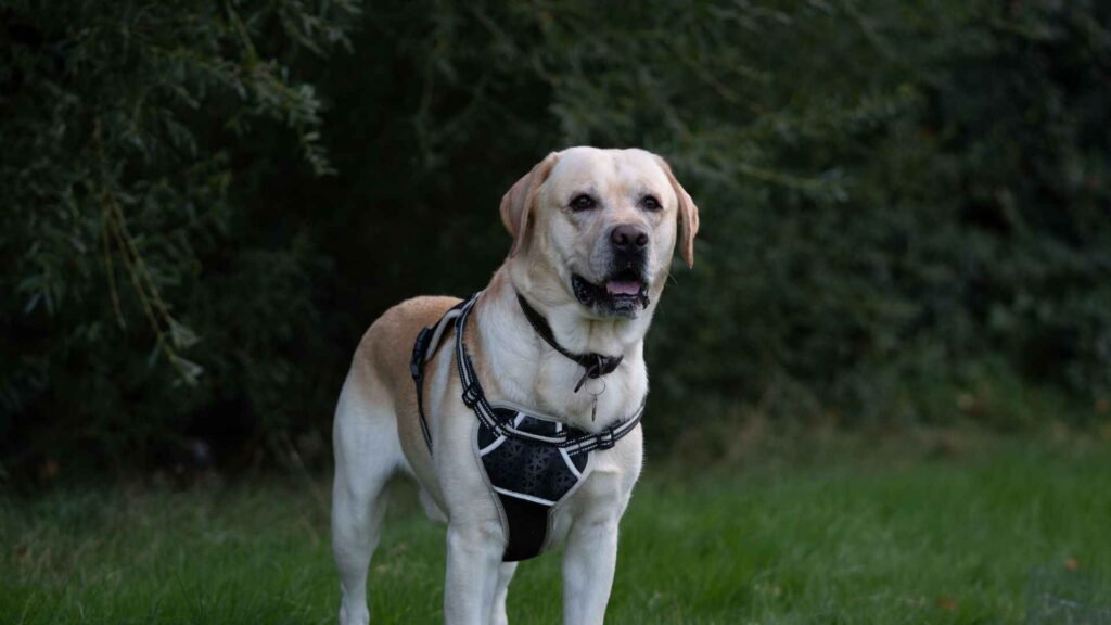 Best Family-Friendly Dog Breeds