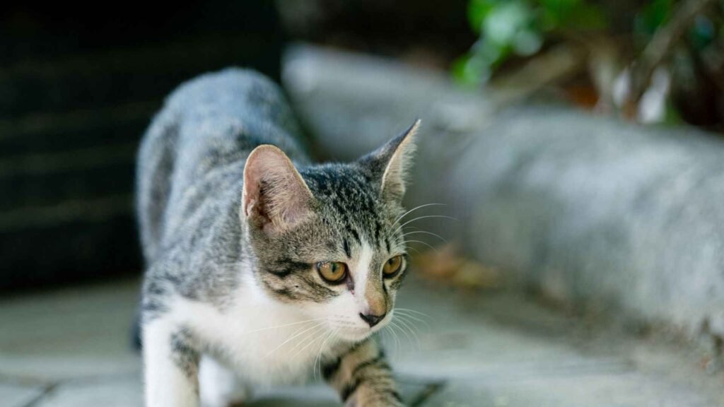 Preparing Your Home for a New Kitten