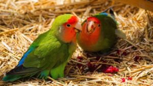 Pet Products & Lifestyle