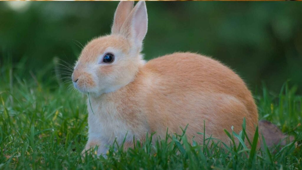 Choosing the Right Rabbit Breed